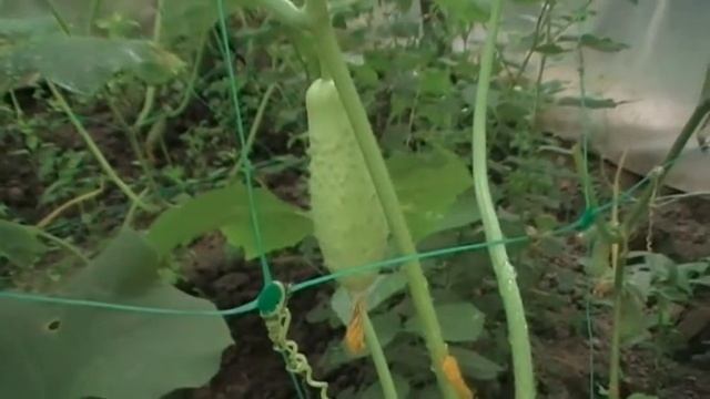 Огурец белый деликатес Описание Сад и огород выпуск 047 смотреть онлайн
