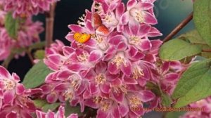 Дейция великолепная Турбилон Руж (deutzia) ? обзор: как сажать, саженцы дейции Турбилон Руж