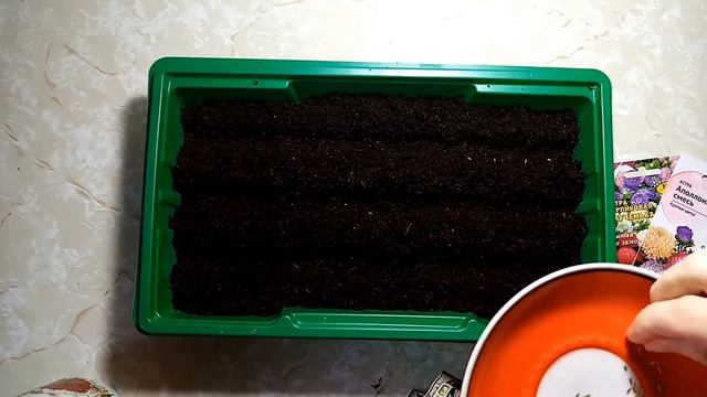 Посев семян астры на рассаду смотреть онлайн