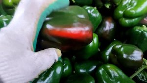 Сорвите сладкий перец и он обязательно покраснеет