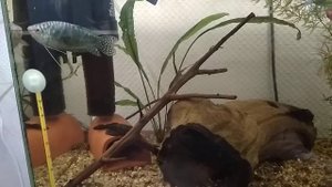 Аквариумистика. Гуппи. Пецилия. Гурами. Пельвикахромис. Обзор.