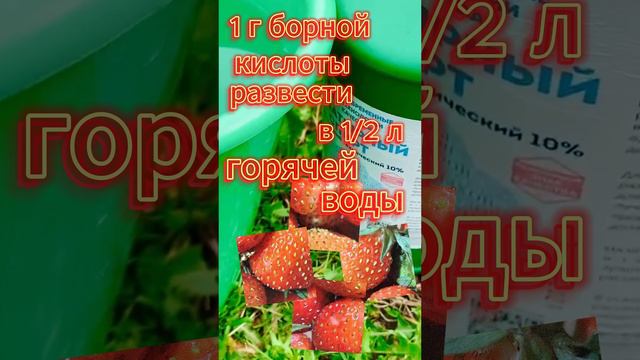 От долгоносика на клубнике. Применяю раствор по этому рецепту ни один год и всегда с урожаем