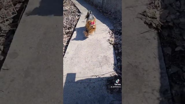 Йоркширский терьер ,yorkshire 🐶 смотреть онлайн