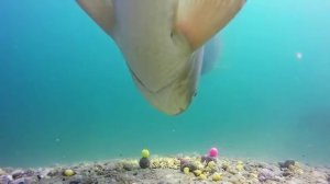 Поклевка под водой КАРПА на бойлы!!! Bite Carp.
