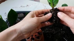 Замиокулькас. Первый новый лист..не прошло и 10 месяцев!))