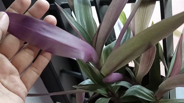 Rhoeo Plant Care in Malayalam смотреть онлайн