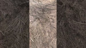 Обучение Дратхара