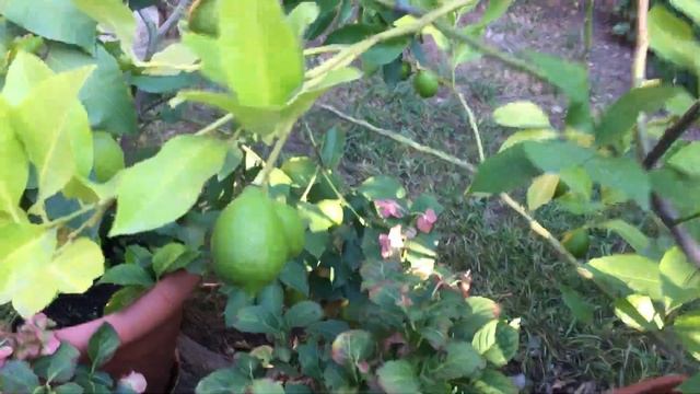 Плодоносящие деревья лимона сорта Павловский смотреть онлайн