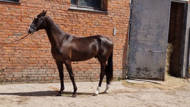 Продаётся ахалтекинский жеребецAkhal-Teke stallion for sale смотреть онлайн