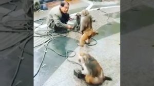 Жесть!!!Драка мужика с обезьяной