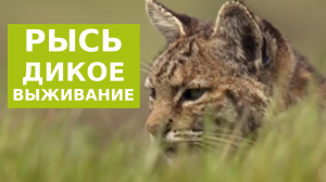 Выживание Рыси