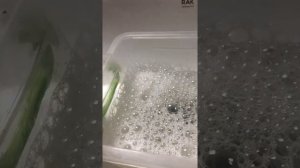 Пена появляется из воды.