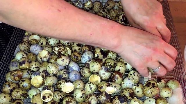 Проблемы инкубации - отключили электричество. Сколько же вылупится? смотреть онлайн