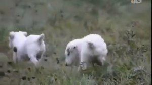 ДЖЕК РАССЕЛ ТЕРЬЕР