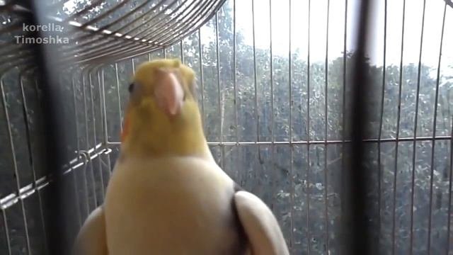 Cockatiel Singing Kill Bill And Talking | Pied Cockatiel Singing Sounds | Cockatiel Whistling