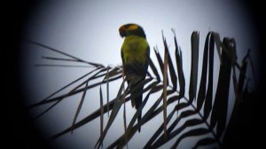 Endemic Yellow-eared Parrot - Ognorhynchus icterotis - Jardin, W Andes