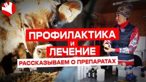 Профилактика и лечение крс | Животноводство