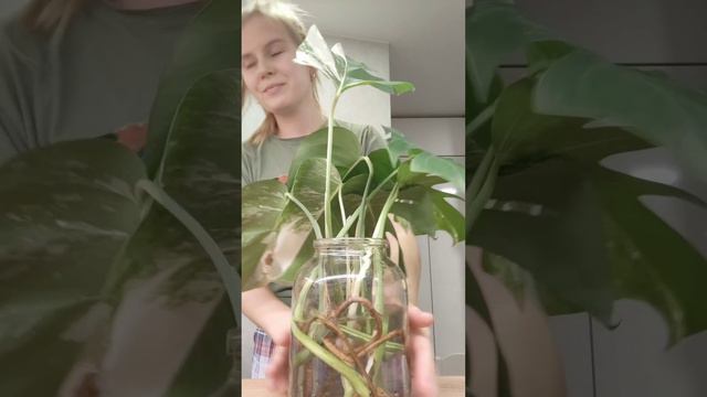 Букет из Монстеры Альбы / Bouquet of monstera alba