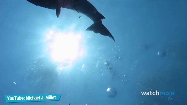 Top 20 Most Dangerous Ocean Creatures In The World