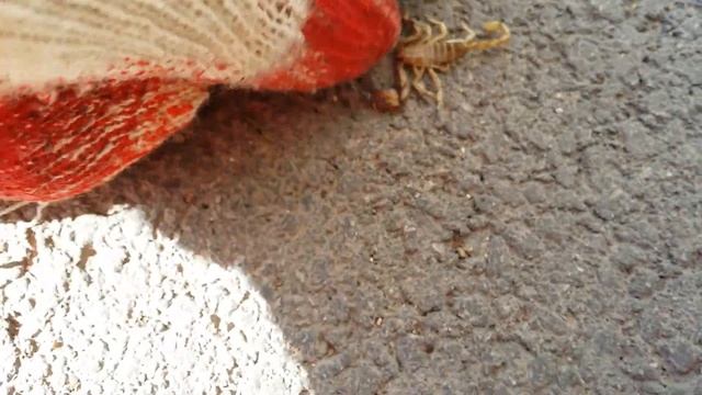 Скорпион АР Крым г.Севастополь 2021г. смотреть онлайн