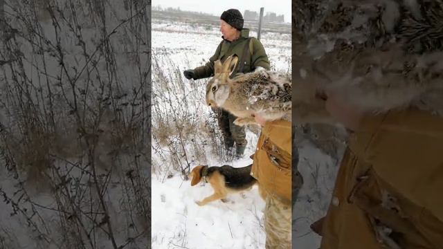 Охота на зайца. Второй выход. Русская гончая поймала живьём.