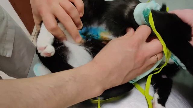 21 Из жизни Маруси Стерилизация кошки Вся правда и подробности смотреть онлайн