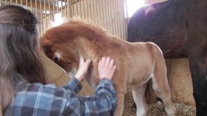 Новорожденный жеребенок