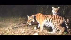 ГДЕ ЖИВУТ ТИГРЫ? ИНТЕРЕСНЫЕ ФАКТЫ О ТИГРАХ