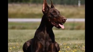 Доберман — это порода собак, используемая для службы.