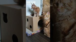 Картонные домики для кошек, бюджетный и очень привлекательный вариант!