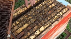 Вывод маток ПРОСТО  часть 1 !!!