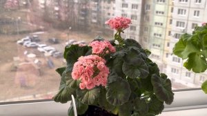 Роскошное цветение пеларгонии Ирида Мамины розы 2.04.23