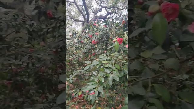 #plants #garden #spring #bloom #camellia #birdlife #gardenislife