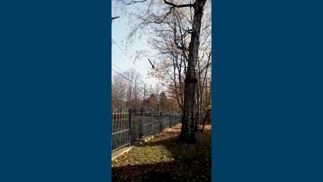 Выпуск козодоя смотреть онлайн