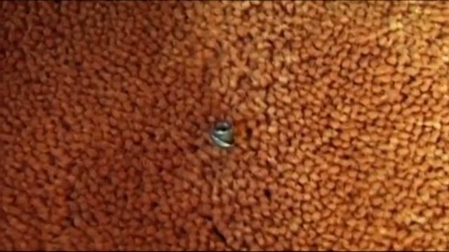 Маг с острова Ява смотреть онлайн