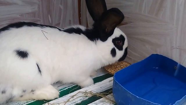 Строкач.Немецкий пестрый великан Строкач. Самчик Сема.