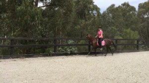 FOR SALE  PUZZLE STUNNING LIVER CHESTNUT 13.2HH DRESSAGE PLEASURE PONY MARE