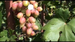 Виноград Сергей селекции О. М. Писанки (Grape variety Sergey). Второе плодоношение.