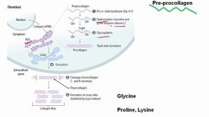 USMLE RX - 1.Биохимия - 1.Клеточная - 4.Структура и синтез коллагена