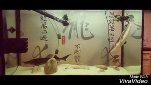 Осётр, стерлядь в аквариуме .