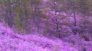 Где-то багульник на сопках цветет.