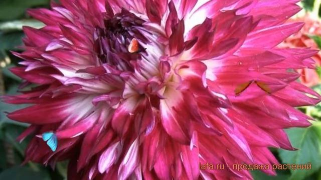 Георгина декоративная Фантаст дю Кап ? обзор: как сажать, луковицы георгины Фантаст дю Кап смотреть онлайн