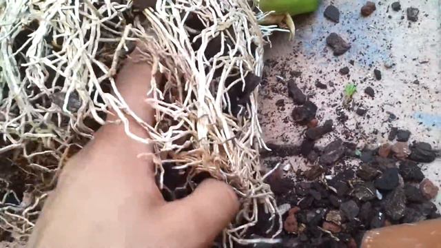 Orchids: New Oncidium and dividing смотреть онлайн