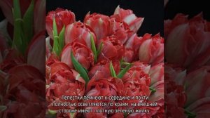 Пионовидные тюльпаны
