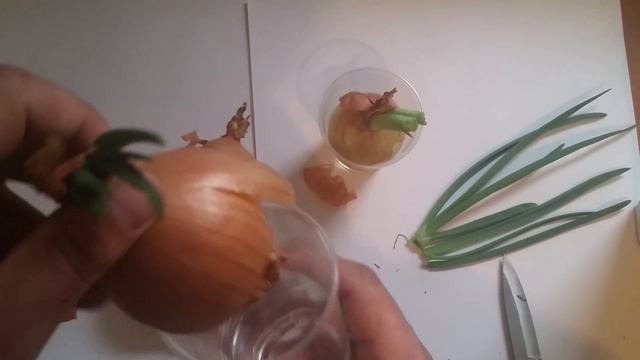 Выращиваем зеленый лук дома из репчатого лука