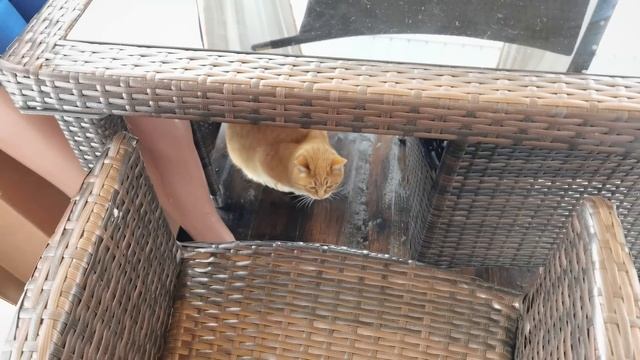 Строим теплый дом для уличных кошек.