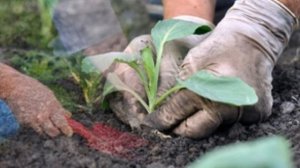 Подкормка капусты после высадки в открытый грунт чем удобрить для роста