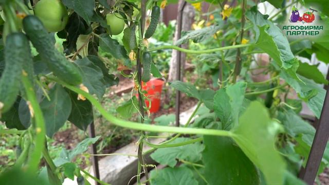 ЧТО ПОСАДИТЬ НА УЧАСТКЕ ЭТИМ ЛЕТОМ? смотреть онлайн