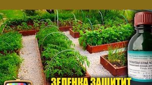 5 способов применения зеленки в саду и огороде