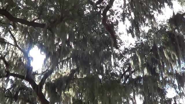 #207 США, Американская глубинка под Кissimmee, FL смотреть онлайн